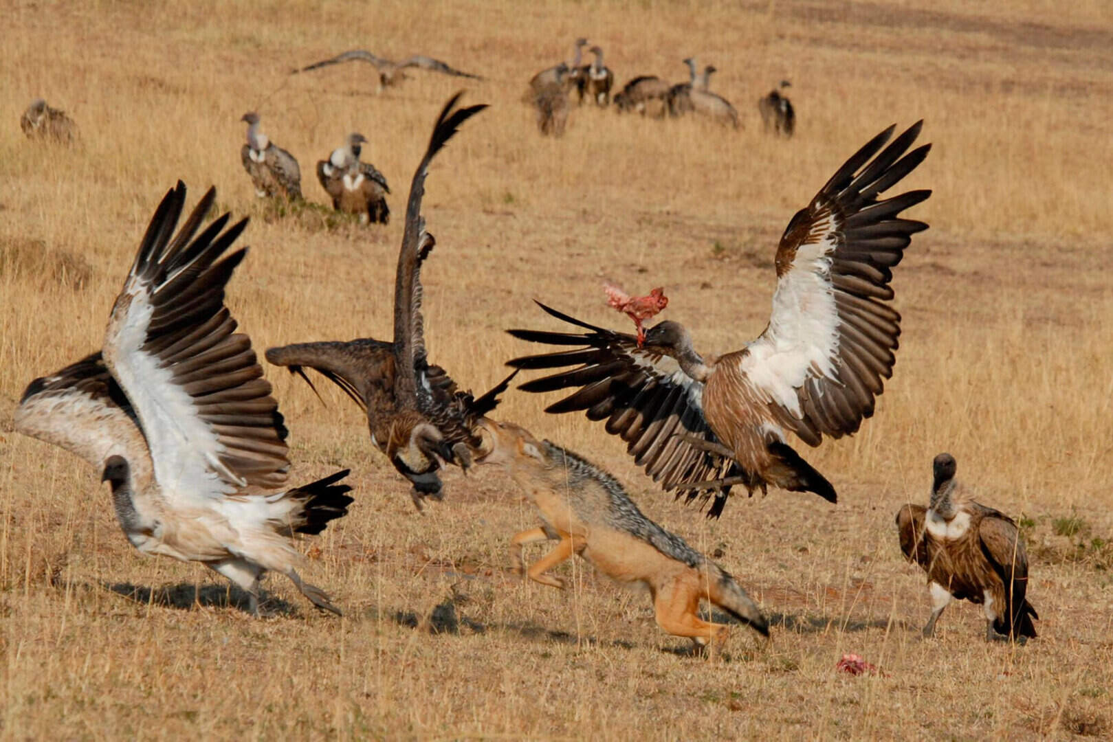 Vultures are 'eyes in the sky' for hungry hyenas and jackals